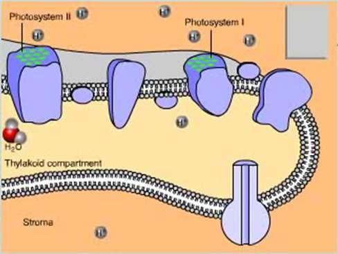-dependent animation Making ATP 1. H+ ions inside the thylakoid membranes are in high concentration (crowded). 2.