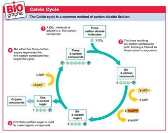 The Calvin Cycle Alternative Pathways The C 4 Pathway Some plants that evolved in hot, dry climates fix carbon through the C 4 pathway.