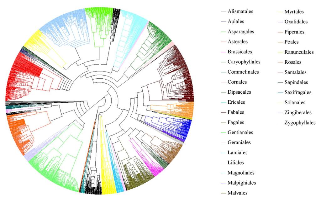 Supplementary Figures Supplementary Figure 1 A phylogenetic tree of the 1,752 angiosperm species included in our global