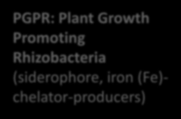 (Biocontrol) - Pseudomonas putida