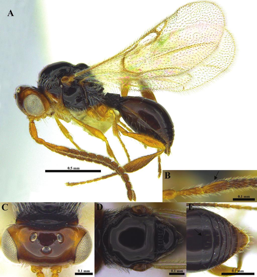 136 Chang-Jun Kim et al. / African Invertebrates 59(2): 127 163 (2018) Figure 3. Ismarus bicolor sp. n., male.