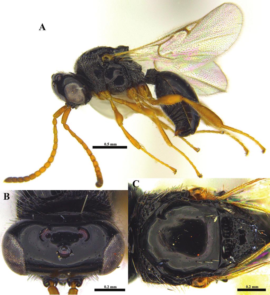 138 Chang-Jun Kim et al. / African Invertebrates 59(2): 127 163 (2018) Figure 4. Ismarus goodrichi sp. n., female. A Habitus in lateral view B Head in dorsal view C Mesosoma in dorsal view.