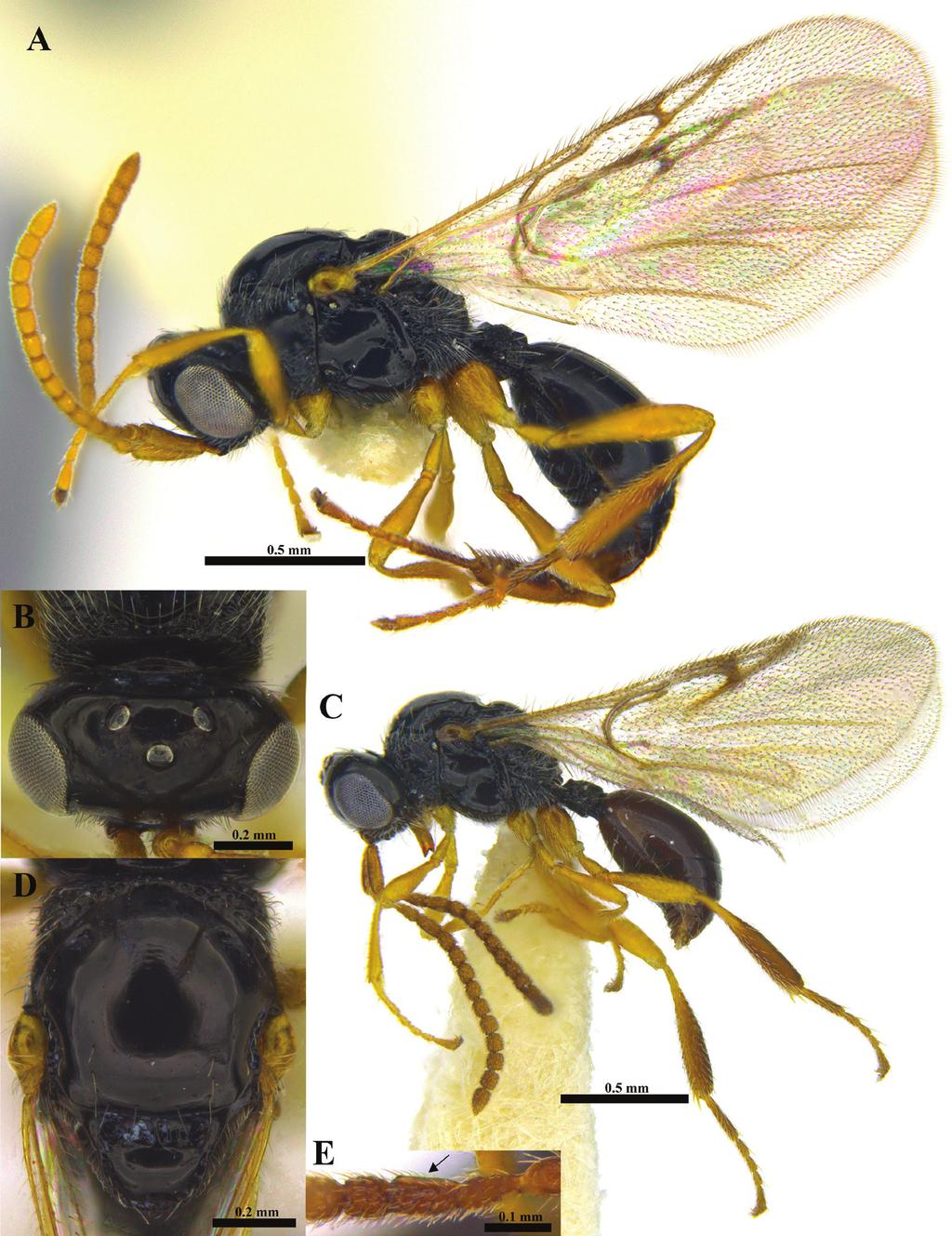 The family Ismaridae Thomson: first record for the Afrotropical region... 145 Figure 7. Ismarus laevigatus sp. n. (A B, D Female C, E Male).