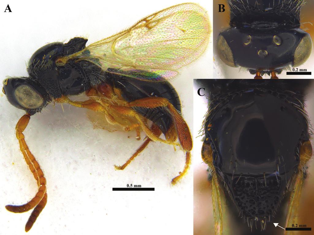 The family Ismaridae Thomson: first record for the Afrotropical region... 147 Figure 8. Ismarus madagascariensis sp. n., female.