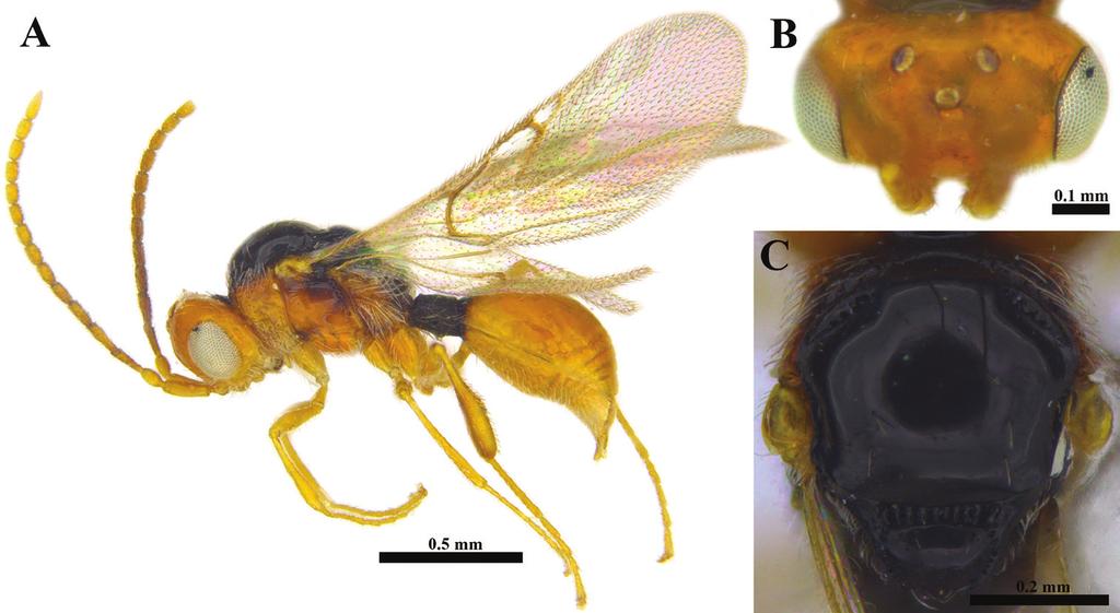 The family Ismaridae Thomson: first record for the Afrotropical region... 153 Figure 11. Ismarus notaulicus sp. n., female. A Habitus in lateral view B Head in dorsal view C Mesosoma in dorsal view.