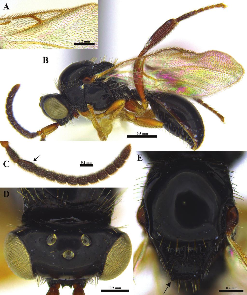 156 Chang-Jun Kim et al. / African Invertebrates 59(2): 127 163 (2018) Figure 13. Ismarus steineri sp. n., male.