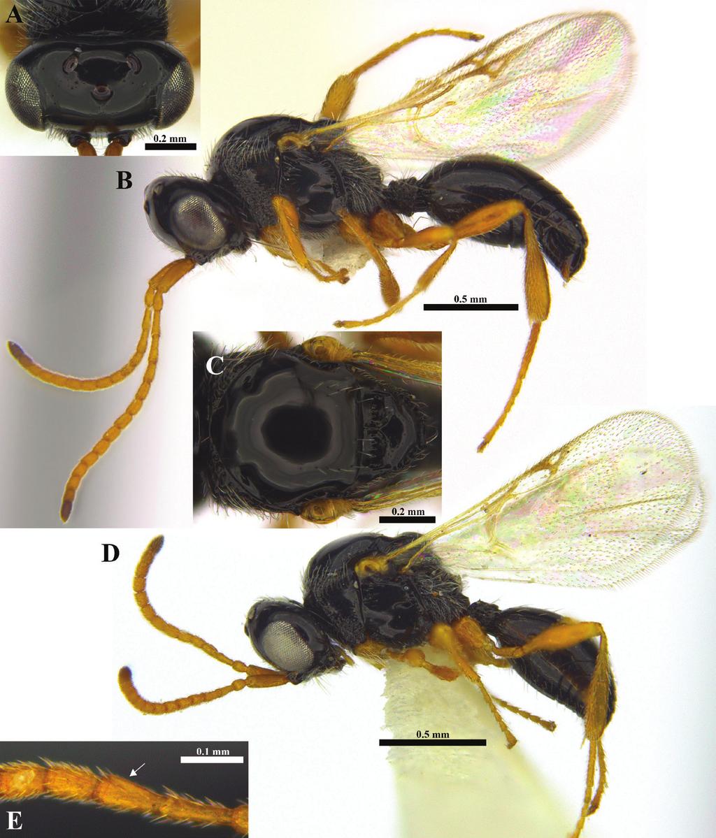 The family Ismaridae Thomson: first record for the Afrotropical region... 159 Figure 14. Ismarus watshami sp. n. (A C Female D E Male).