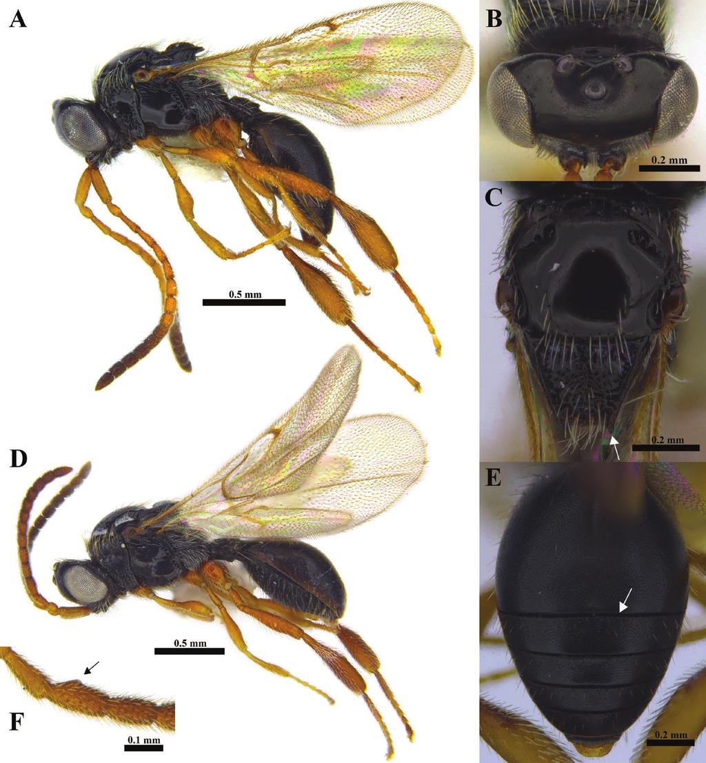 132 Chang-Jun Kim et al. / African Invertebrates 59(2): 127 163 (2018) Figure 1. Ismarus africanus sp. n. (A C, E Female D, F Male).