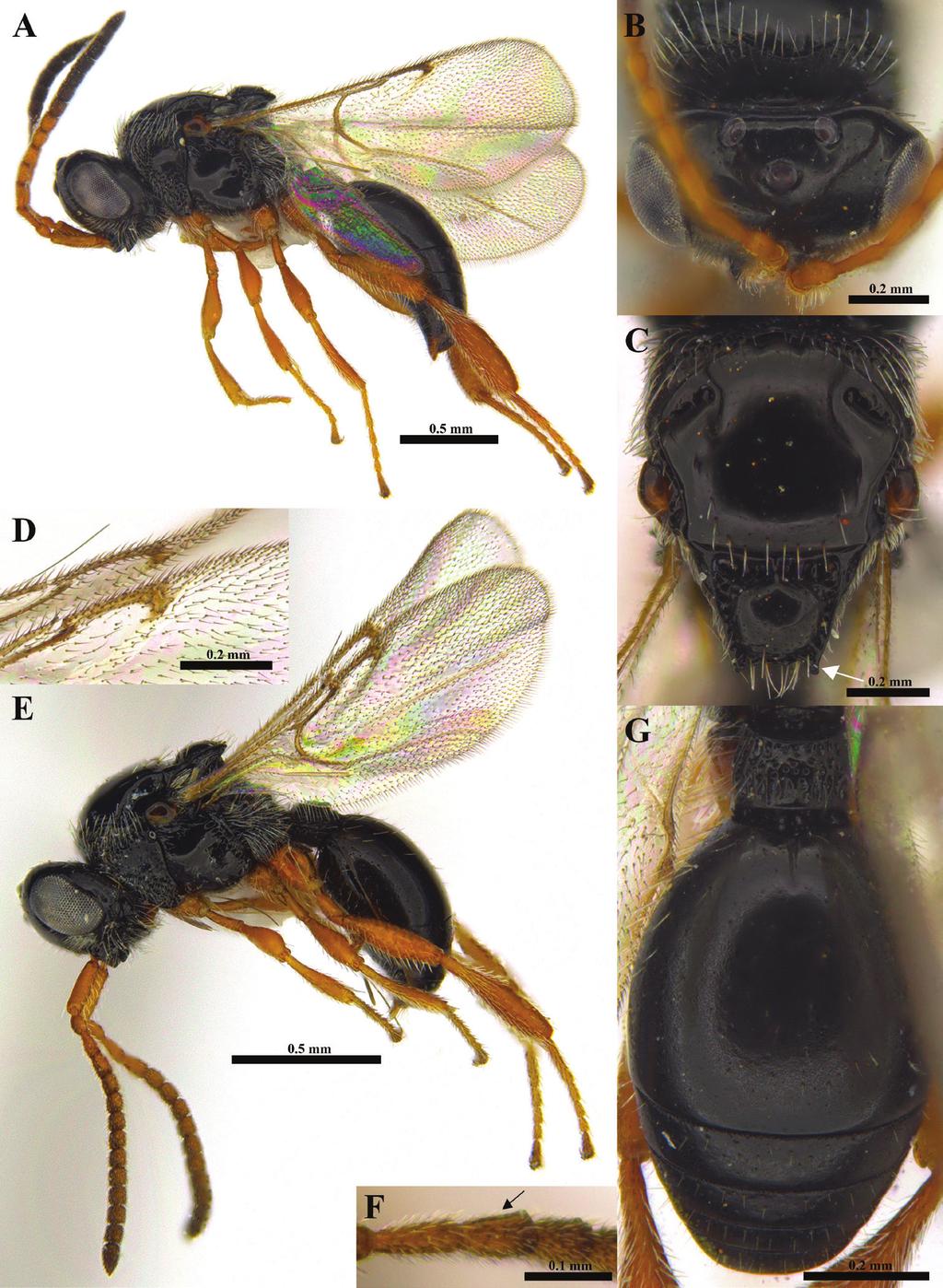 134 Chang-Jun Kim et al. / African Invertebrates 59(2): 127 163 (2018) Figure 2. Ismarus apertus sp. n. (A C, G Female D F Male).