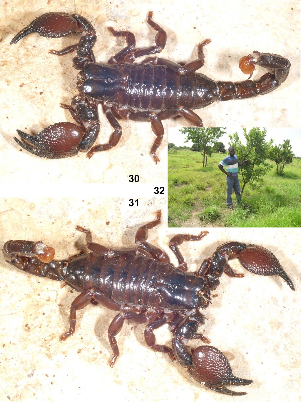 Kovařík: New Pandinus from Uganda and Ethiopia 13 Figures 30 32: Pandinus ugandaensis sp. n. 30. (97 mm) holotype.