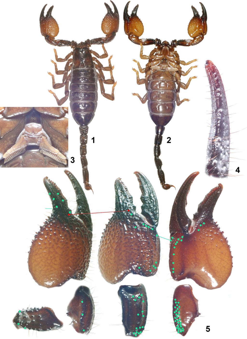 2 Euscorpius 2011, No. 129 Figures 1 5: Pandinus mazuchi sp. n., (92.5 mm) holotype. 1 2. dorsal and ventral views. 3. Pectinal area. 4.