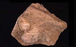 Biochemical Sedimentary Rx Example: Limestone Calcite Shells or Reefs - Biochemical Sediments Fossils Common Brachiopods in Limestone Pendleton County, WV www.wvgs.wvnet. edu/www/museum/ musefoss.