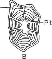 (b) Mention one region in the body where this tissue is present and state one function of this tissue. 6.