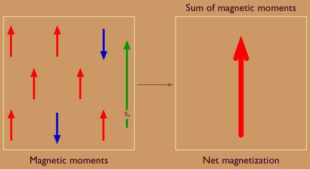 M is parallel to B 0 since transverse components of magnetic moments are randomly oriented The difference between the numbers of protons in the parallel and anti-parallel states leads to the