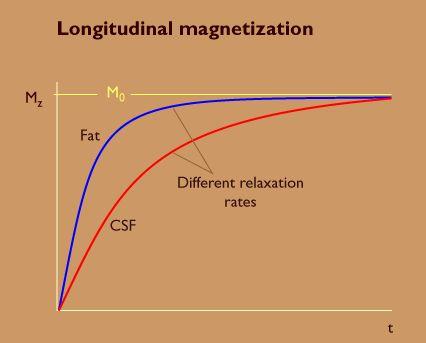 T1-Relaxation: Recovery Recovery of longitudinal orientation of M along z-axis T1 time refers to time