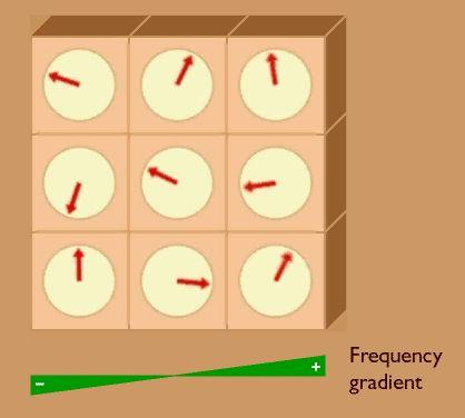 Frequency Encoding Frequency encoding gradient: Apply final orthogonal