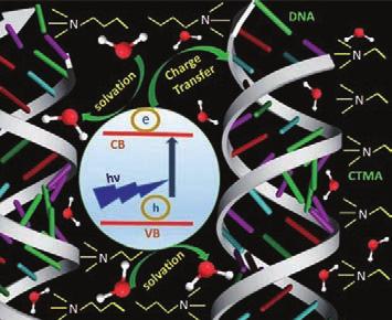 Biomimetics and (4) biomedical instrumentation.. Charge migration along DNA molecules is a key factor for DNA-based devices in optoelectronics and biotechnology.