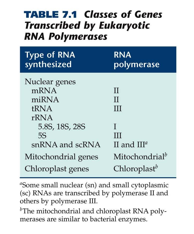 Eukaryotic RNA Polymerases and General Transcription Factors Eukaryotic cells have three nuclear RNA polymerases that transcribe different classes of genes.