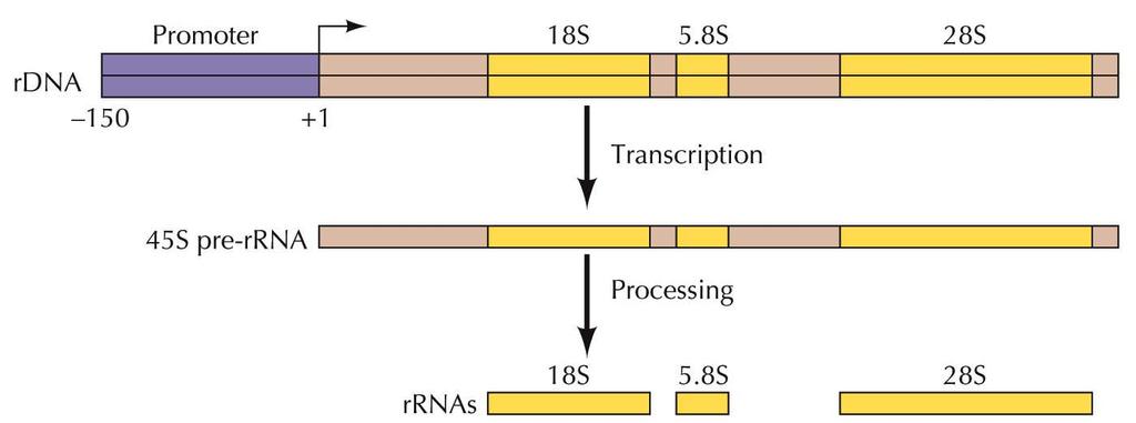 Eukaryotic RNA Polymerases and General Transcription Factors RNA polymerase I is devoted solely to transcription of rrna genes,