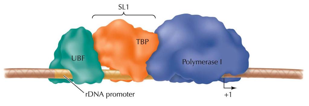 Eukaryotic RNA Polymerases and General Transcription Factors Promoters of rrna genes are recognized by two transcription factors, UBF (upstream