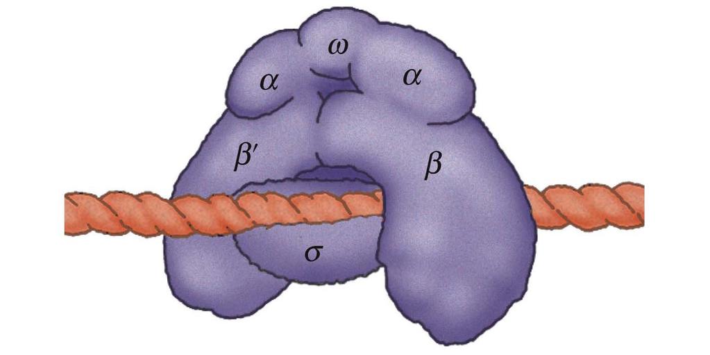 Transcription in Prokaryotes Bacterial RNA polymerase has five types of subunits. The σ subunit is weakly bound and can be separated from the others.