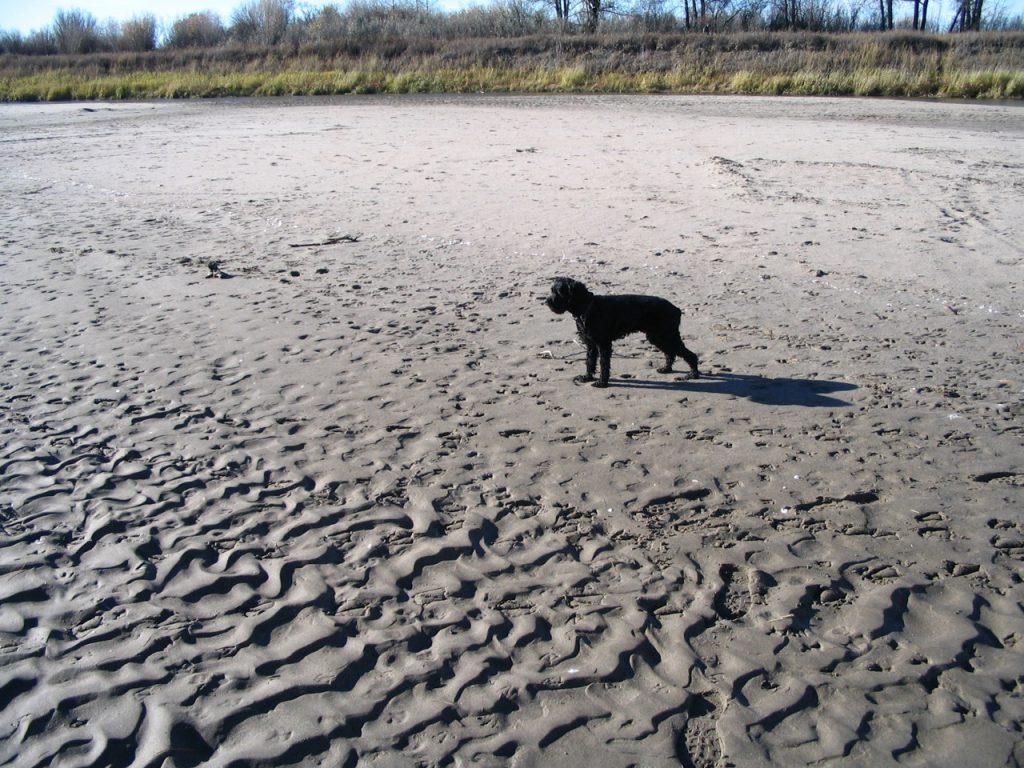 Figure 6.7 Sand ripples along the South Saskatchewan River, near Saskatoon SK (dog for scale.) Source: Karla Panchuk (2008) CC BY-SA 4.0 Figure 6.8 Ripples preserved in 1.2 Ga old sandstone.