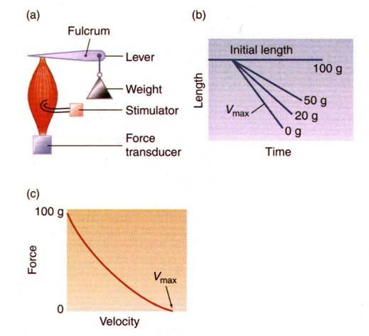 See text Fig. 10-13 Force-Velocity Curve 41 Thanks to Randi Weinstein Randall et al.