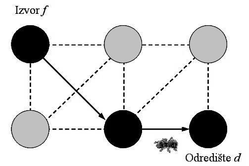 vjerojatnost odabira kraćeg. Takvo se ponašanje mrava objašnjava stigmerijom koja omogućuje povratnu vezu ovisnu o različitim duljinama putova.
