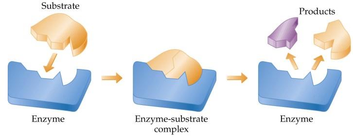 Enzymes Enzymes are biological catalysts. Most enzymes are protein molecules with large molecular masses (10,000 to 10 6 amu) Enzymes have very specific shapes.