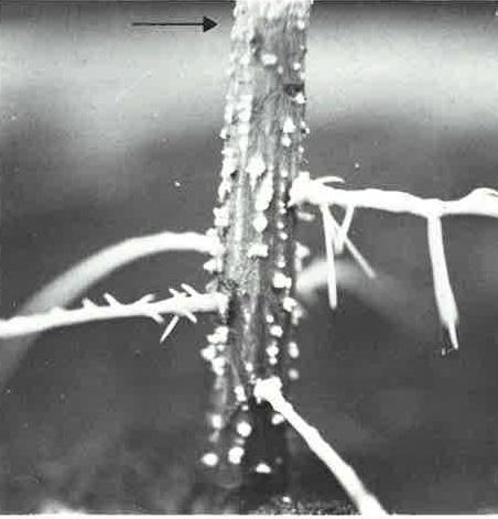 Tree responses to waterlogging Morphology Adventitious roots and lenticels (aeration and release of toxic compounds)