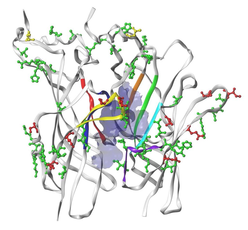 Figure S4. Ribbon representation of two adjacent subunits of the homomeric 5-HT 3 receptor LBD from the mouse 5-HT 3 crystal structure (PDB ID: 4PIR).