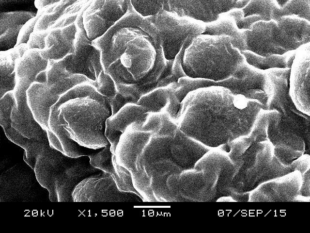 a b Figure 6: SEM micrographs of powdered Adenanthera pavonina seeds (a) before Cu(II) biosorption (b) after Cu(II)