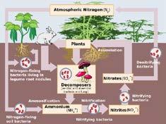 Nitrogen fixation: a potential killer-app Fertilizer production