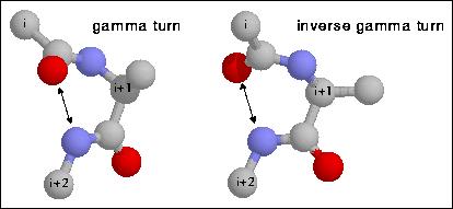 Type II turn 1,4 3 2 Liten bit 3.10-helix Petsko&Ringe fig 1.12 Gamma turn: hydrogen bond from O(i) till H(i+2) Som 2.