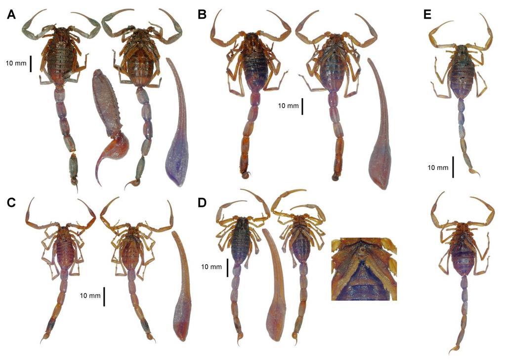 Lowe, Yağmur & Kovařík: Review of Genus Leiurus 99 Figure 82: Leiurus quinquestriatus (Ehrenberg, 1828), 5 of 8 syntypes (ZMHB No. 140). Females: A, #12C01-3; B, #12C04-6.