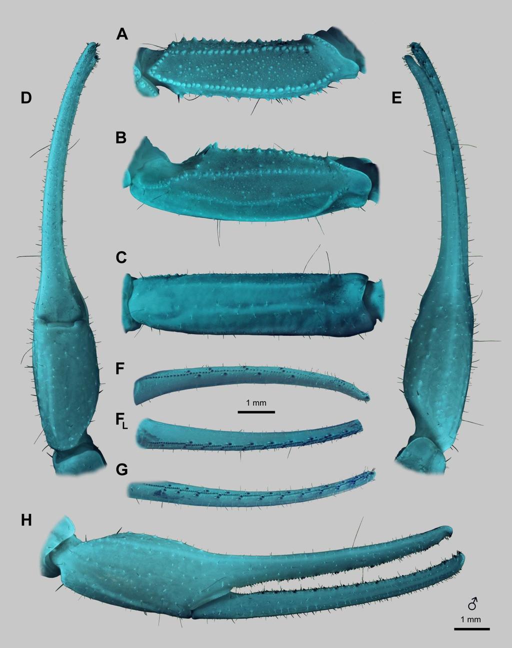Lowe, Yağmur & Kovařík: Review of Genus Leiurus 9 Figure 4: Leiurus brachycentrus (Ehrenberg, 1829) stat. n., male. Right pedipalp. A. Femur, dorsal aspect. B. Patella, dorsal aspect. C.