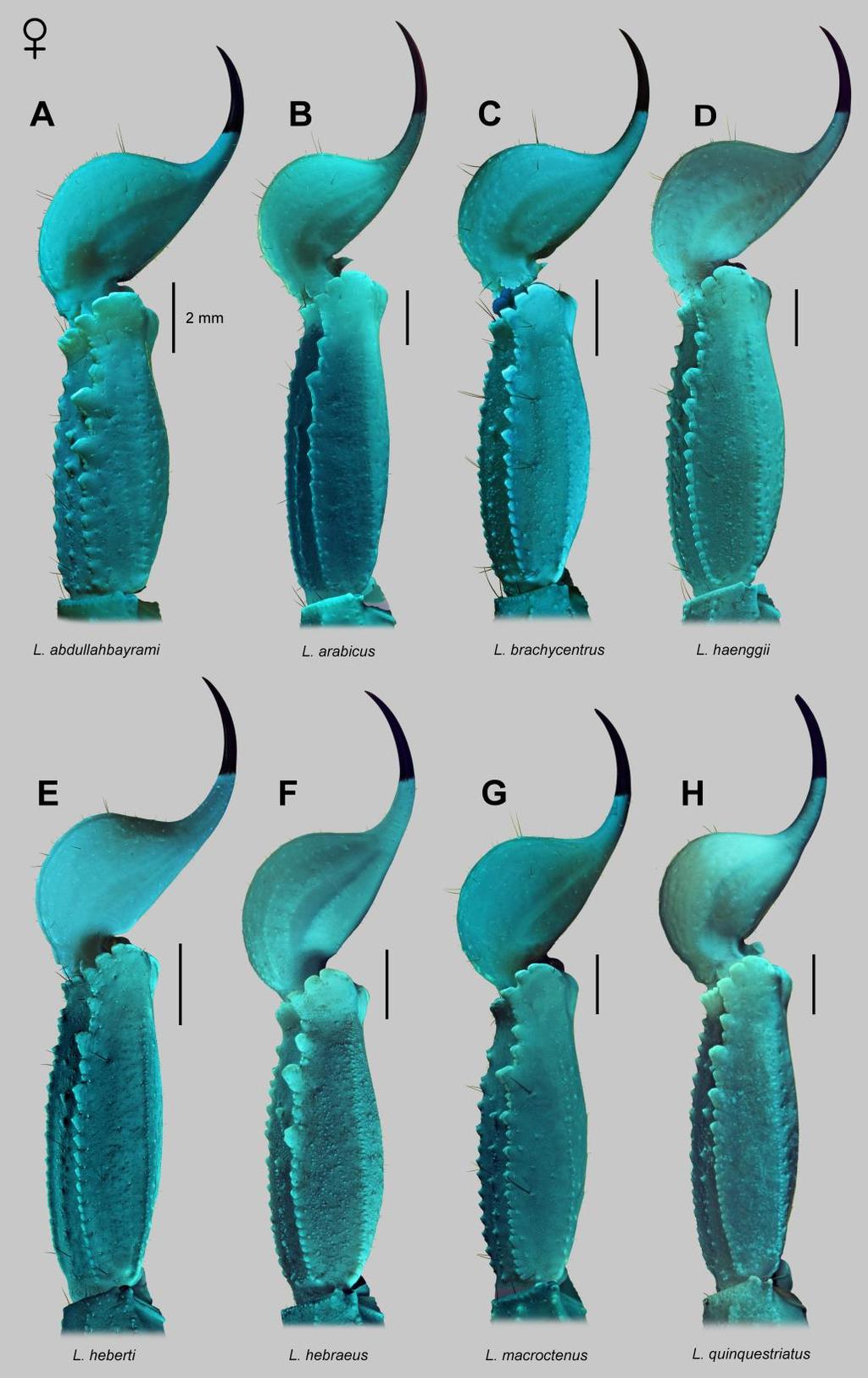 108 Euscorpius 2014, No. 191 Figure 89: Metasoma V and telson of Leiurus spp. Females, lateral aspect. A. L. abdullahbayrami Yağmur, Koç et Kunt, 2009. B. L. arabicus sp. n. C. L. brachycentrus (Ehrenberg, 1829) stat.