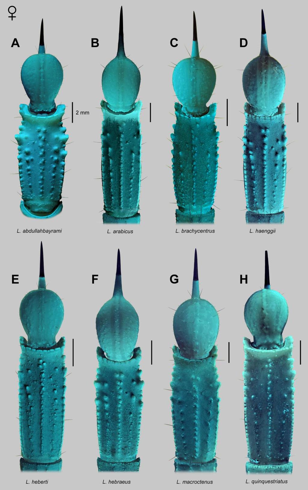 Lowe, Yağmur & Kovařík: Review of Genus Leiurus 109 Figure 90: Metasoma V and telson of Leiurus spp. Females, ventral aspect. A. L. abdullahbayrami Yağmur, Koç et Kunt, 2009. B. L. arabicus sp. n. C.