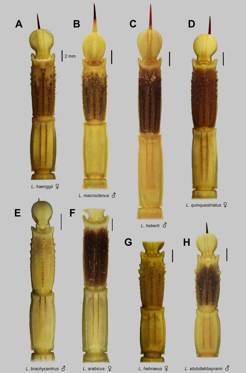 110 Euscorpius 2014, No. 191 Figure 91: Pigmentation patterns of metasoma IV, V of Leiurus species, ventral aspect. A. L. haenggii sp. n., holotype female, Ta if, Saudi Arabia (NHMB 17k). B. L. macroctenus sp.