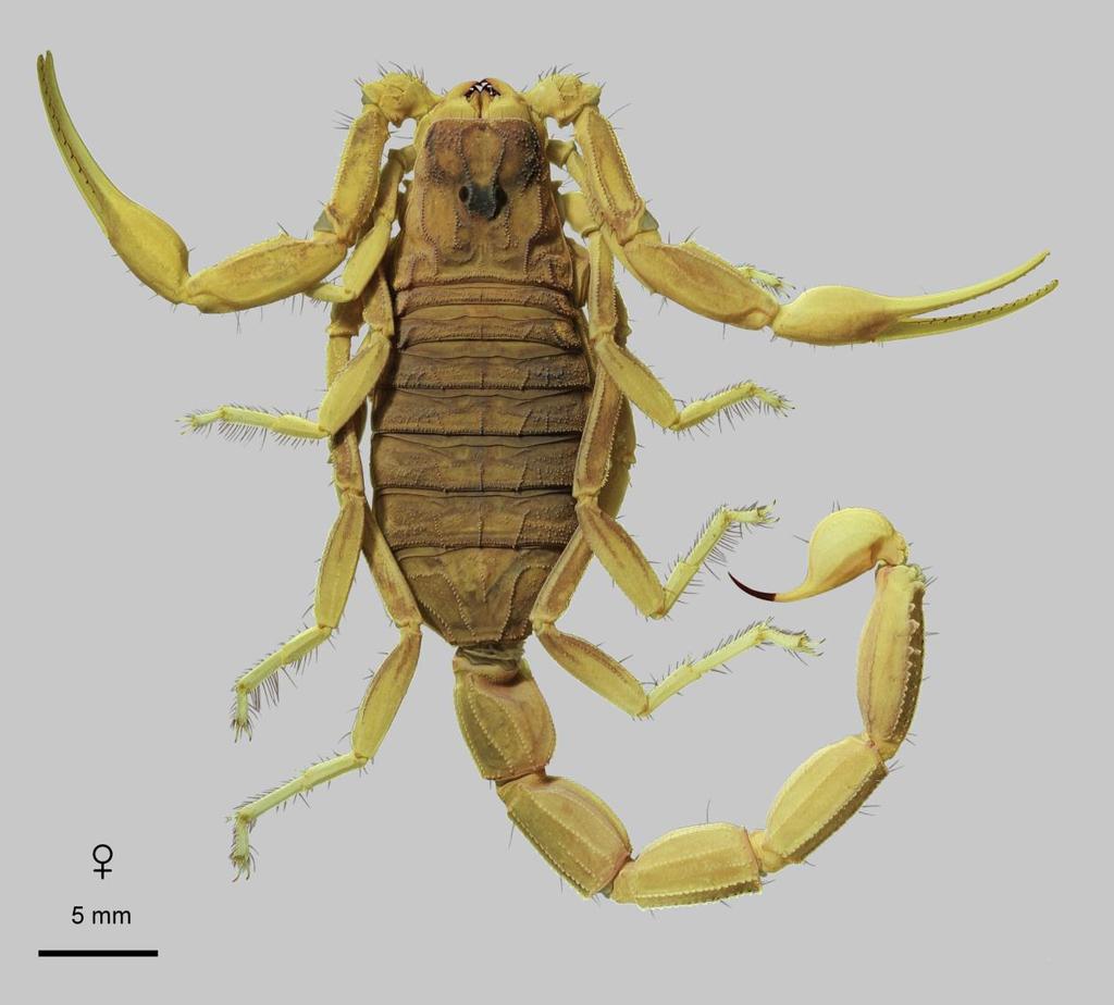10 Euscorpius 2014, No. 191 Figure 5: Leiurus brachycentrus (Ehrenberg, 1829) stat. n., female. Habitus, dorsal aspect. Al Mansuriah, Yemen.