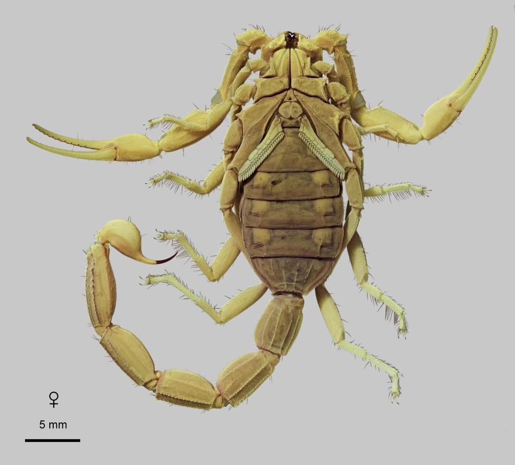 12 Euscorpius 2014, No. 191 Figure 6: Leiurus brachycentrus (Ehrenberg, 1829) stat. n., female. Habitus, ventral aspect. Al Mansuriah, Yemen.