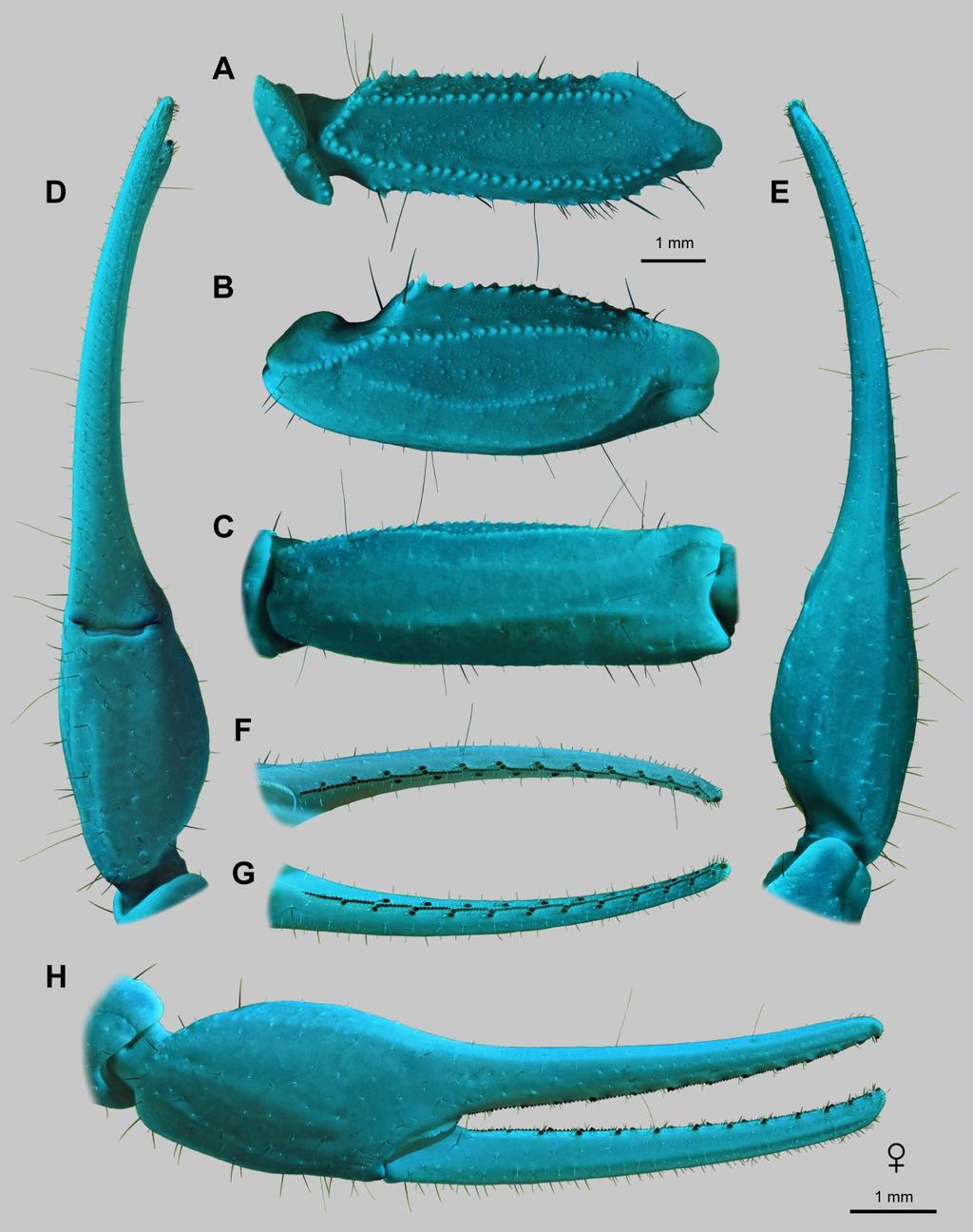 14 Euscorpius 2014, No. 191 Figure 8: Leiurus brachycentrus (Ehrenberg, 1829) stat. n., female. Right pedipalp. A. Femur, dorsal aspect. B. Patella, dorsal aspect. C.