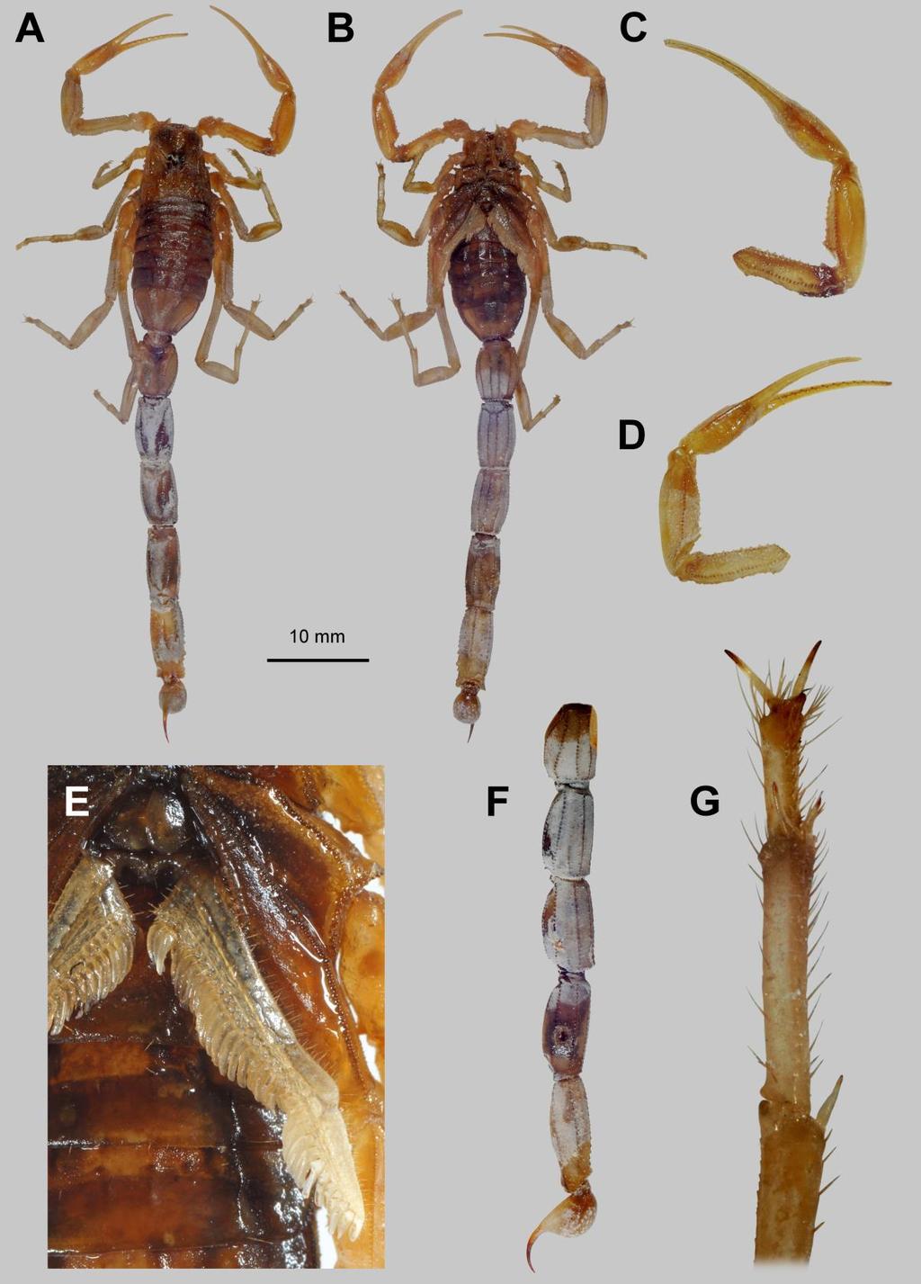 Lowe, Yağmur & Kovařík: Review of Genus Leiurus 17 Figure 11: Leiurus brachycentrus (Ehrenberg, 1829) stat. n., holotype male (ZMHB No. 141). A. Dorsal habitus. B. Ventral habitus. C.