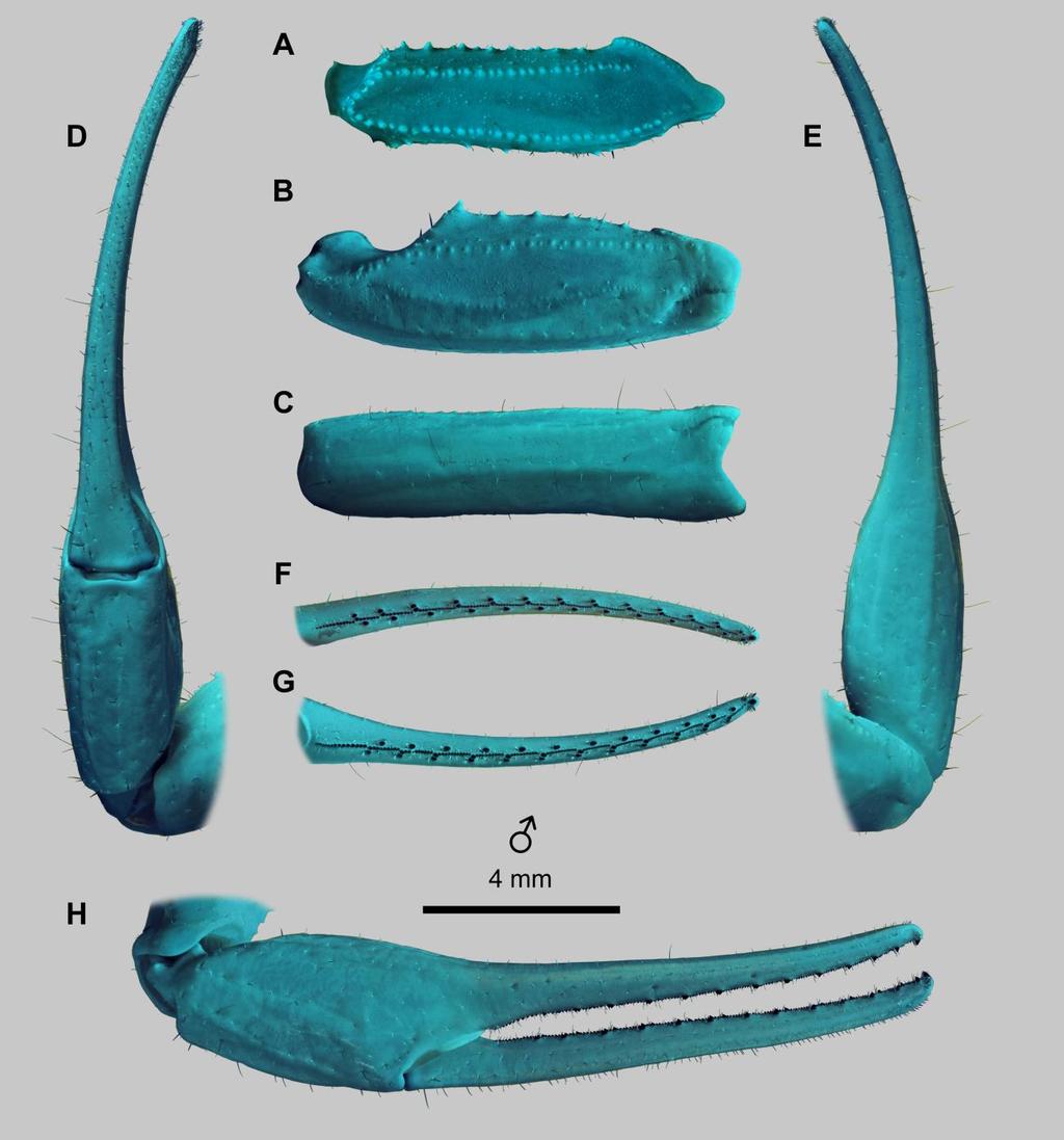 24 Euscorpius 2014, No. 191 Figure 15: Leiurus macroctenus sp. n., holotype male. Right pedipalp. A. Femur, dorsal aspect. B. Patella, dorsal aspect. C. Patella, external aspect. D.