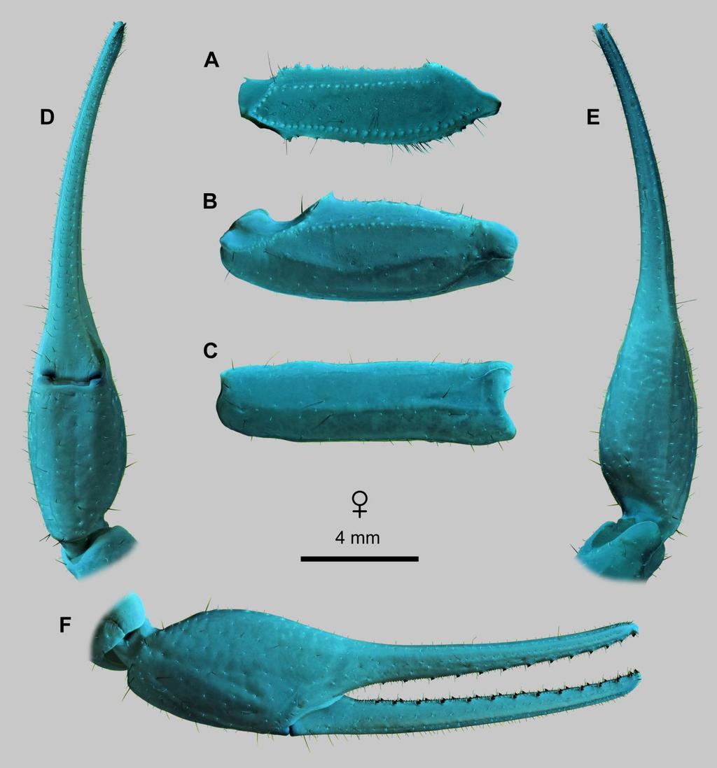 Lowe, Yağmur & Kovařík: Review of Genus Leiurus 29 Figure 19: Leiurus macroctenus sp. n., paratype female. Right pedipalp. A. Femur, dorsal aspect. B. Patella, dorsal aspect. C.