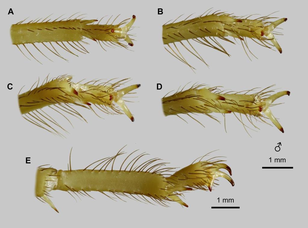 Lowe, Yağmur & Kovařík: Review of Genus Leiurus 31 Figure 21: Leiurus macroctenus sp. n., holotype male. Tarsi. A D. Left telotarsus and distal basitarsus, ventral aspect. A. Leg I. B. Leg II. C.