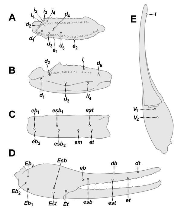 32 Euscorpius 2014, No. 191 Figure 22: Leiurus macroctenus sp. n., paratype female. Trichobothrial map of pedipalp. A. Femur, dorsal aspect. B. Patella, dorsal aspect. C. Patella, external aspect. D.
