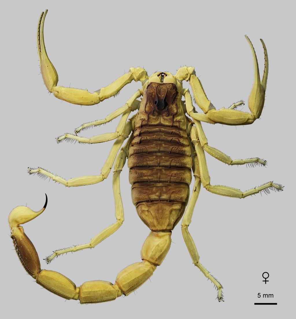 Lowe, Yağmur & Kovařík: Review of Genus Leiurus 35 Figure 23: Leiurus haenggii sp. n., holotype female. Habitus, dorsal aspect. Ta if, Saudi Arabia (NHMB 17k). 54 04.97'E, 800 m a.s.l., 17.X.
