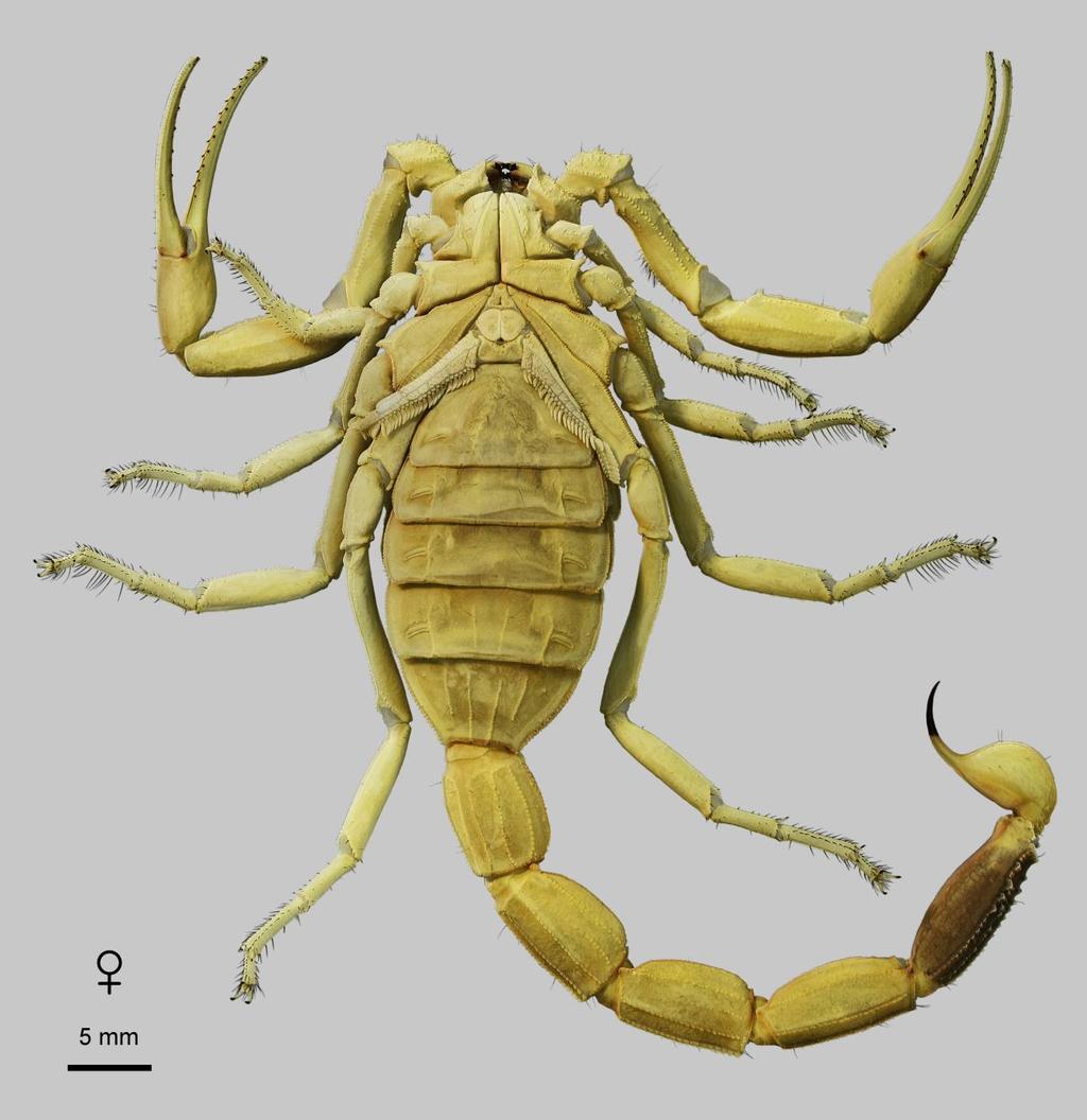36 Euscorpius 2014, No. 191 Figure 24: Leiurus haenggii sp. n., holotype female. Habitus, ventral aspect. Ta if, Saudi Arabia (NHMB 17k). 22 m a.s.l., 24.XII.2001, 02:25-04:45 h, leg. A. Winkler (ONHM); 2, Wadi Khor Rori, Dhofar, 17 02'59.