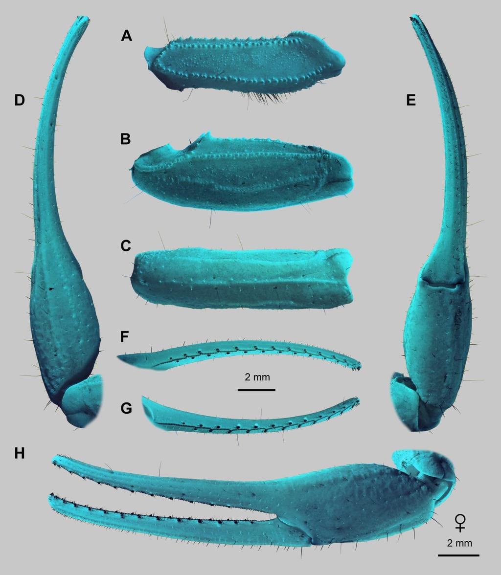 38 Euscorpius 2014, No. 191 Figure 26: Leiurus haenggii sp. n., holotype female. Pedipalp. A. Right femur, dorsal aspect. B. Right patella, dorsal aspect. C. Right patella, external aspect. D.